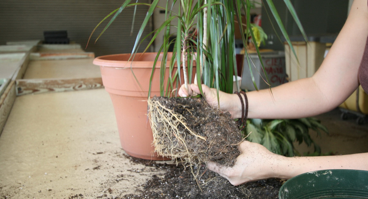 How to properly transplant dracaena at home