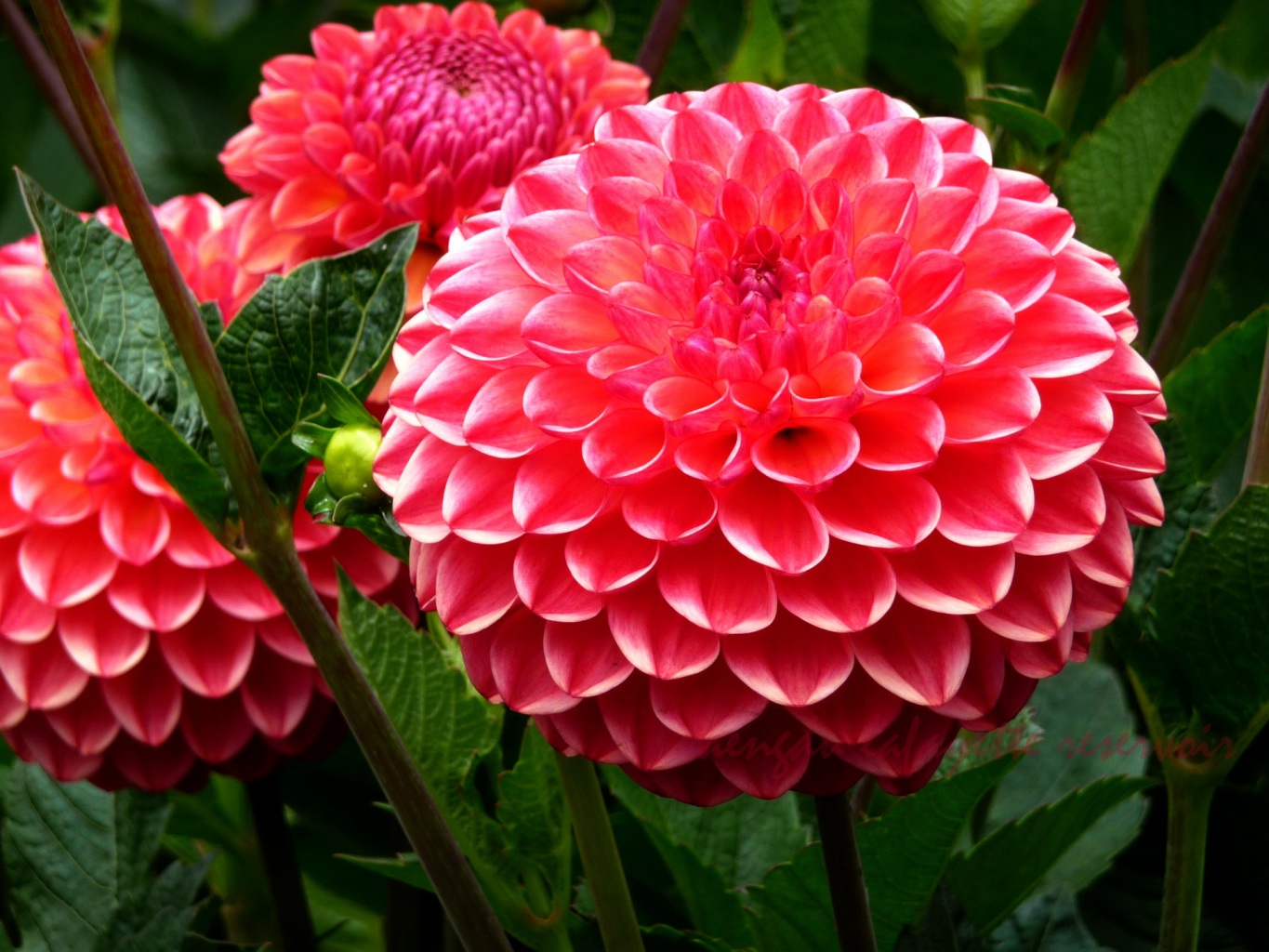 Dahlia varieties: names, descriptions, photos and pictures of the flower