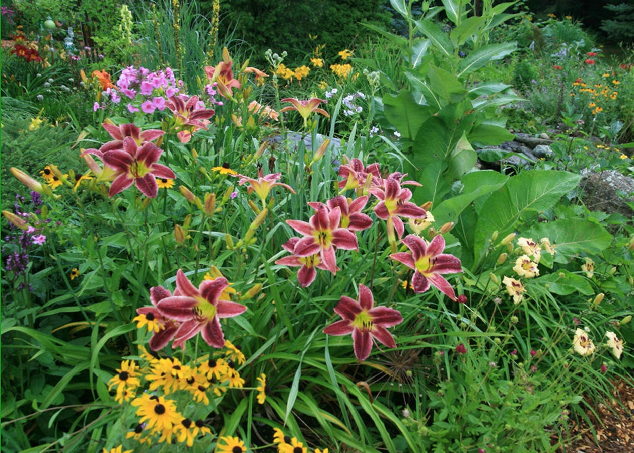 What flowers are daylilies combined with in garden design, photo