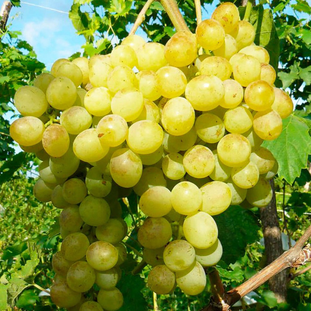 Frost-resistant grapes Delight: Are gardeners delighted?