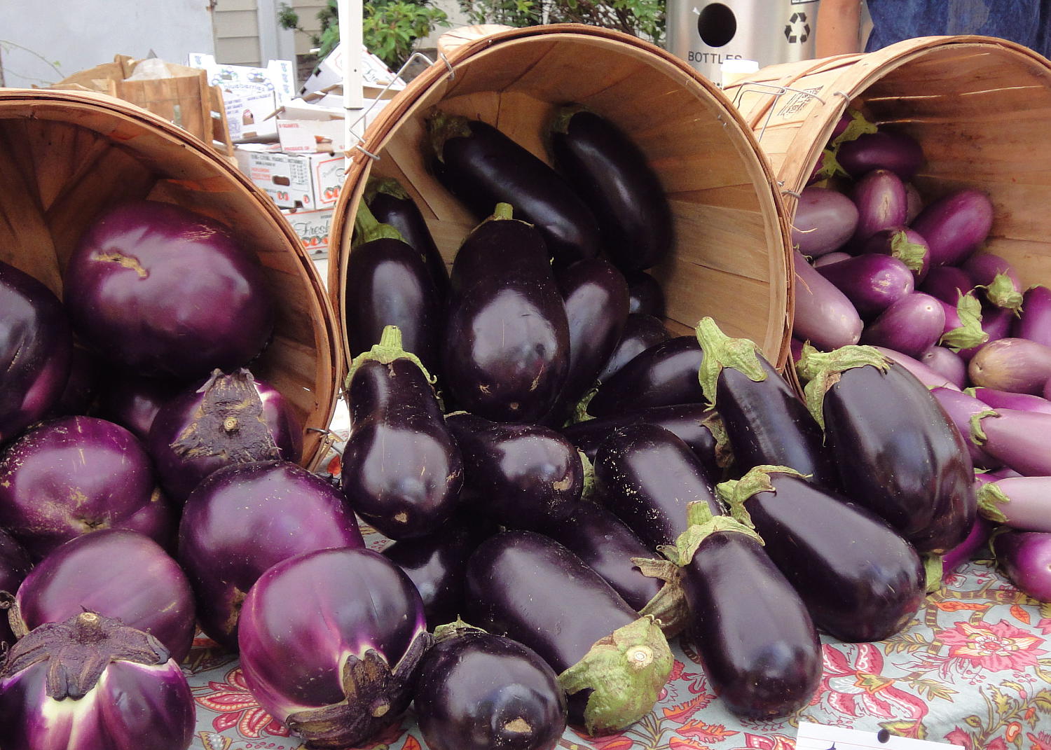 Seed varieties of good eggplant for open ground and reviews