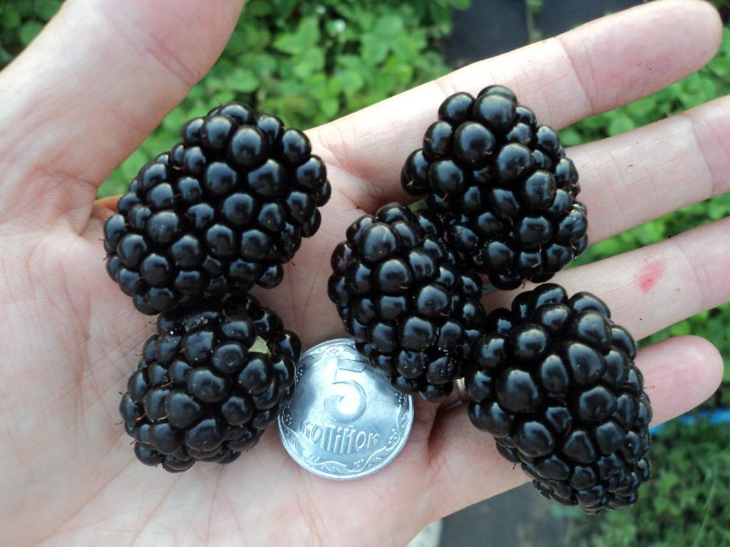 Thornless blackberries: the best varieties and features of their cultivation