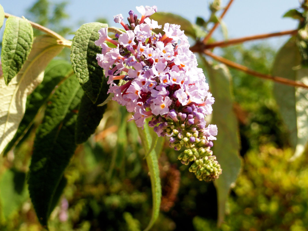 Types of buddleys and care: buddleya of david growing from seeds