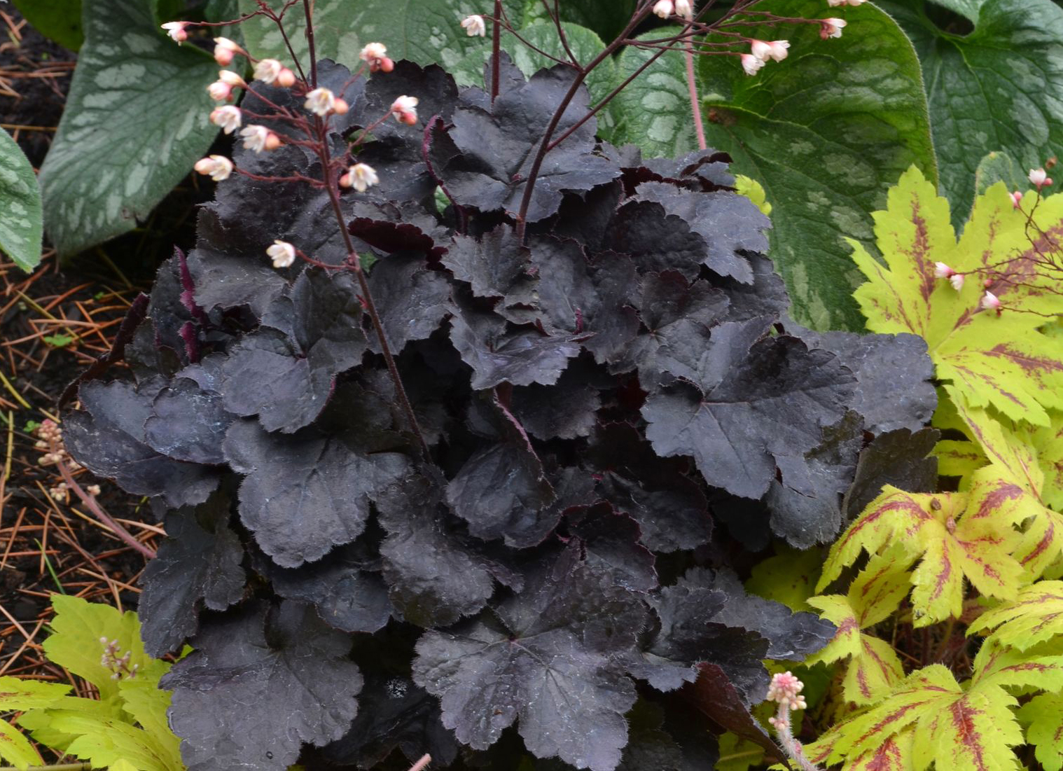 Planting and caring for Heuchera outdoors: tips and photos