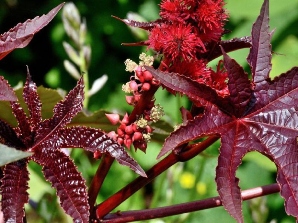 Growing castor bean from seeds: when to plant and care rules