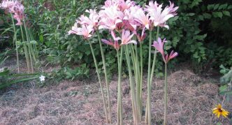 Flowering amaryllis