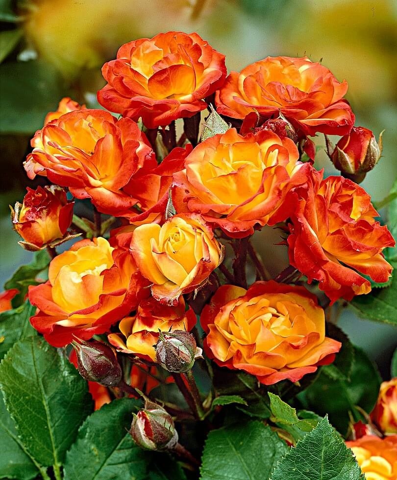 Floribunda roses: description, photos and reviews of florists