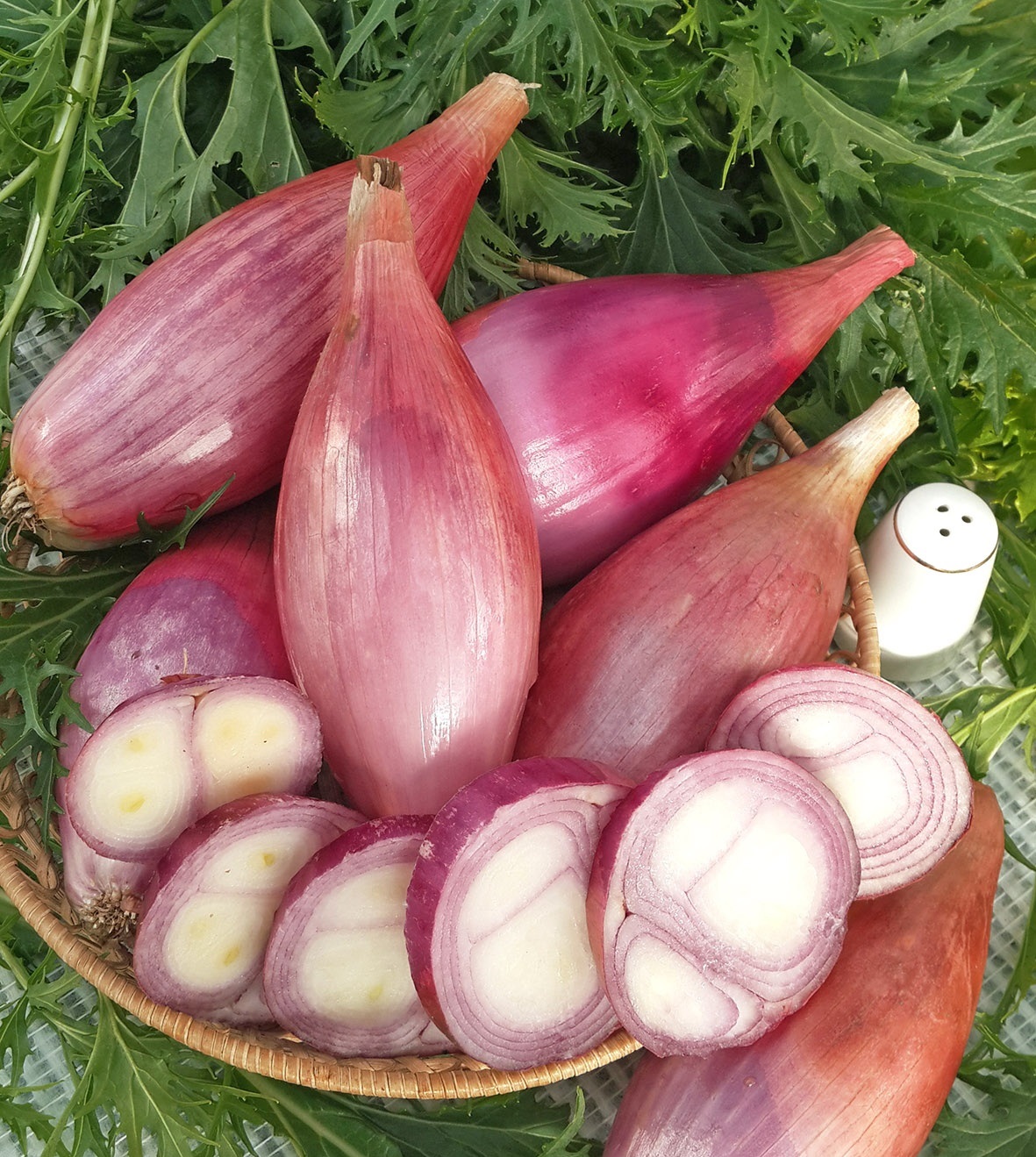 Growing from delicacy seeds: shallots and kuschevka onions