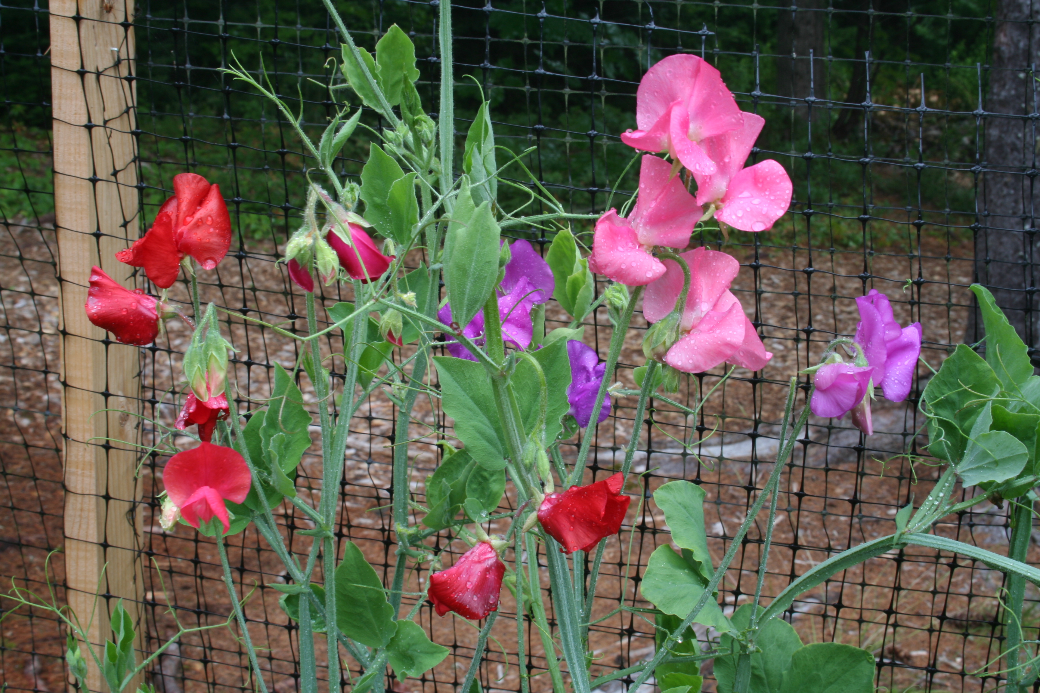 Perennial sweet peas: planting and care, photo of the plant