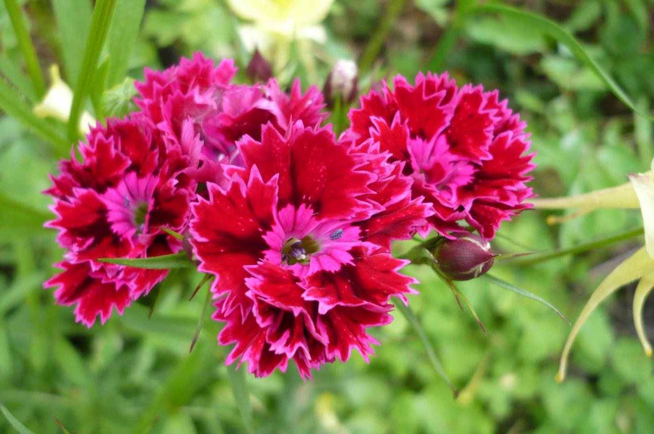 Chinese terry carnation mix: growing and care, photo