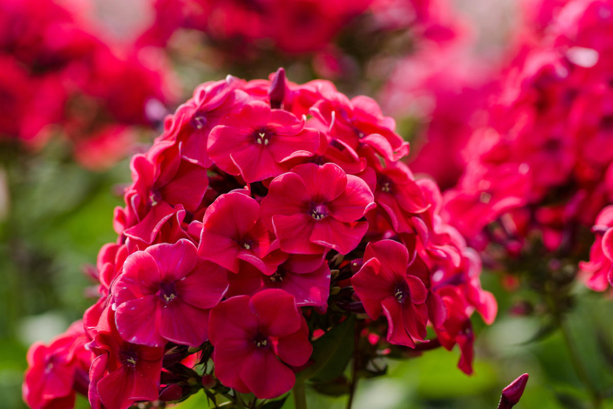 Perennial phlox: types and varieties of flowers with photos, names