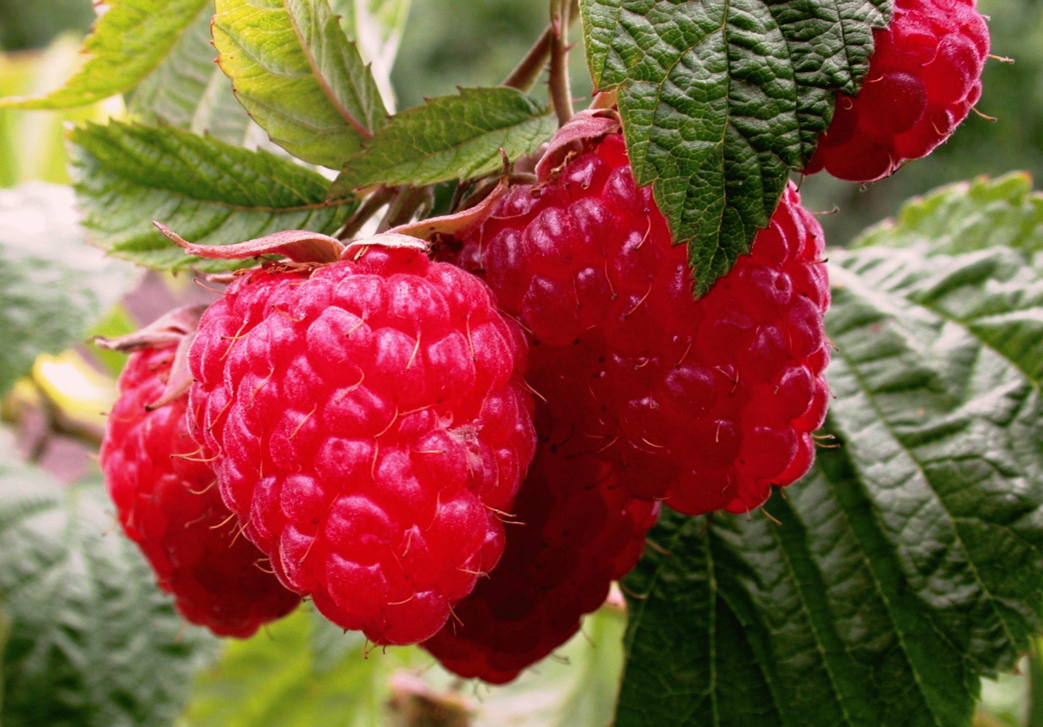 How to plant and grow raspberries at their summer cottage