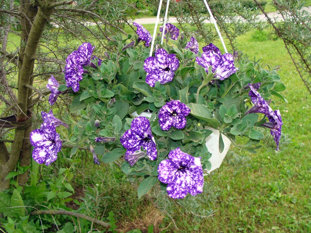 Rules for planting and caring for ampel petunia