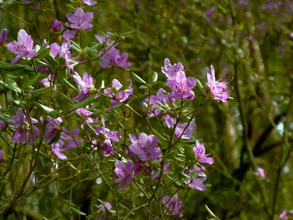 Marsh rosemary, plant photo