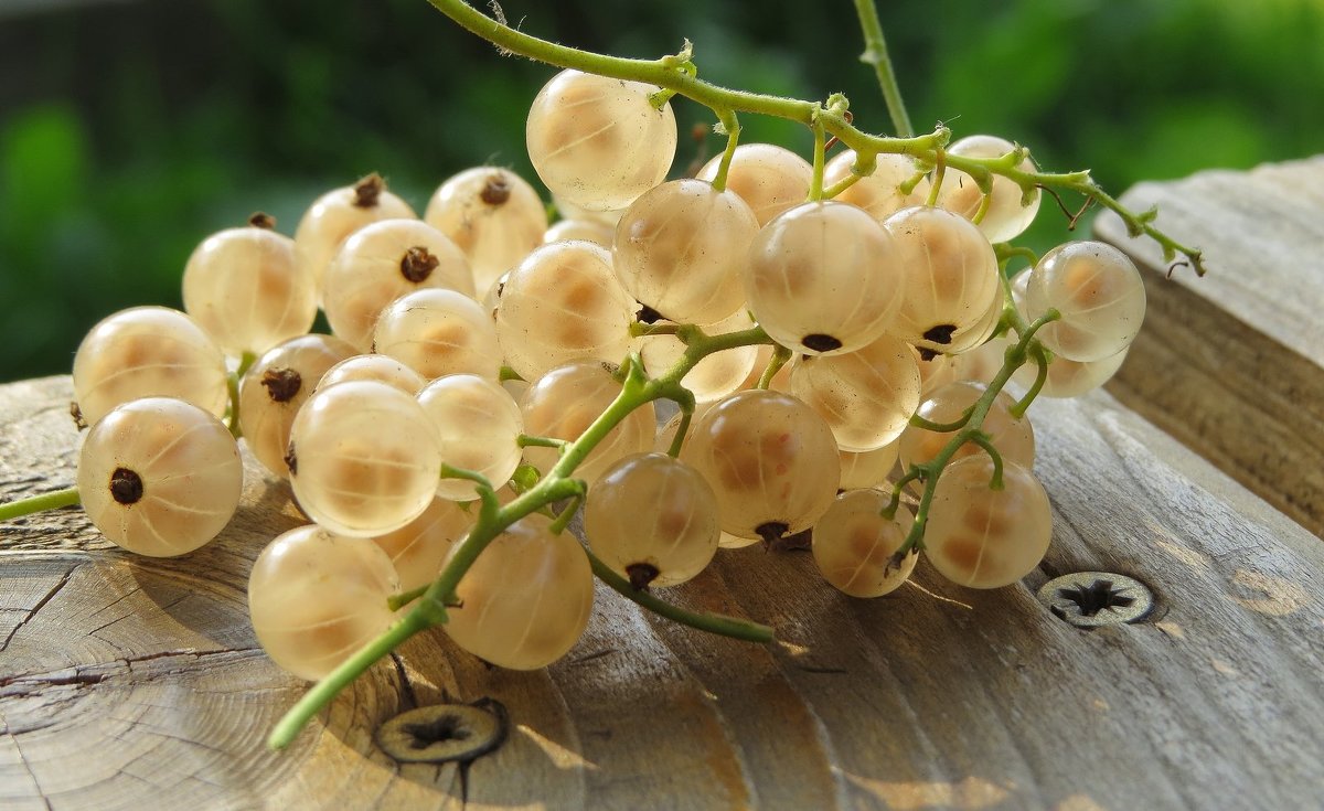 A wealth of species and varieties of currants: black, red, white, golden, burgundy and green