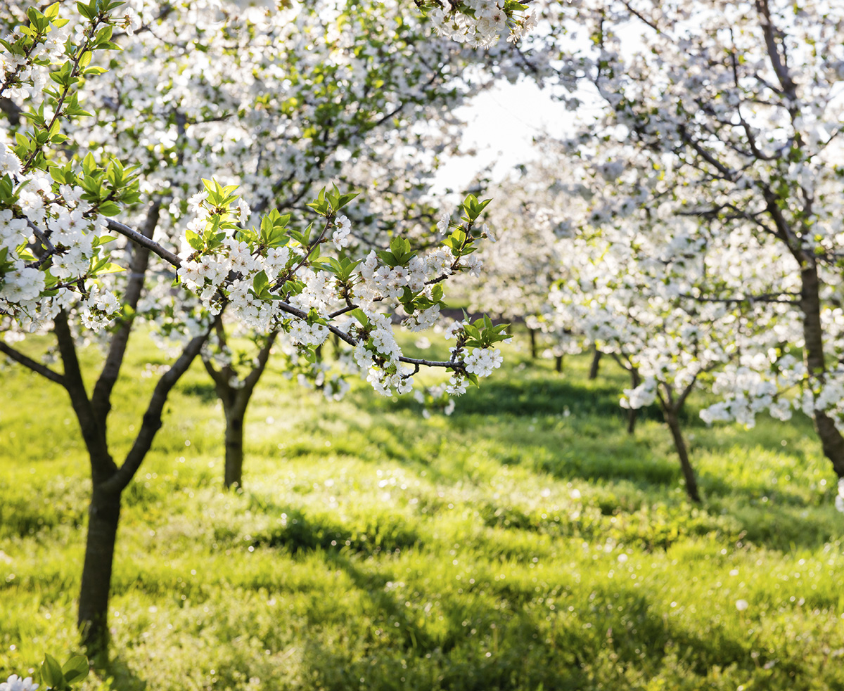 The most successful varieties of cherries for the Moscow region with photos of fruits and reviews of summer residents