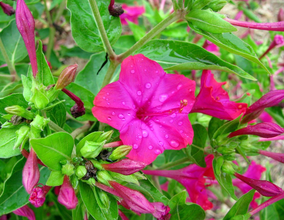 Flower night beauty (mirabilis): planting and care, photo