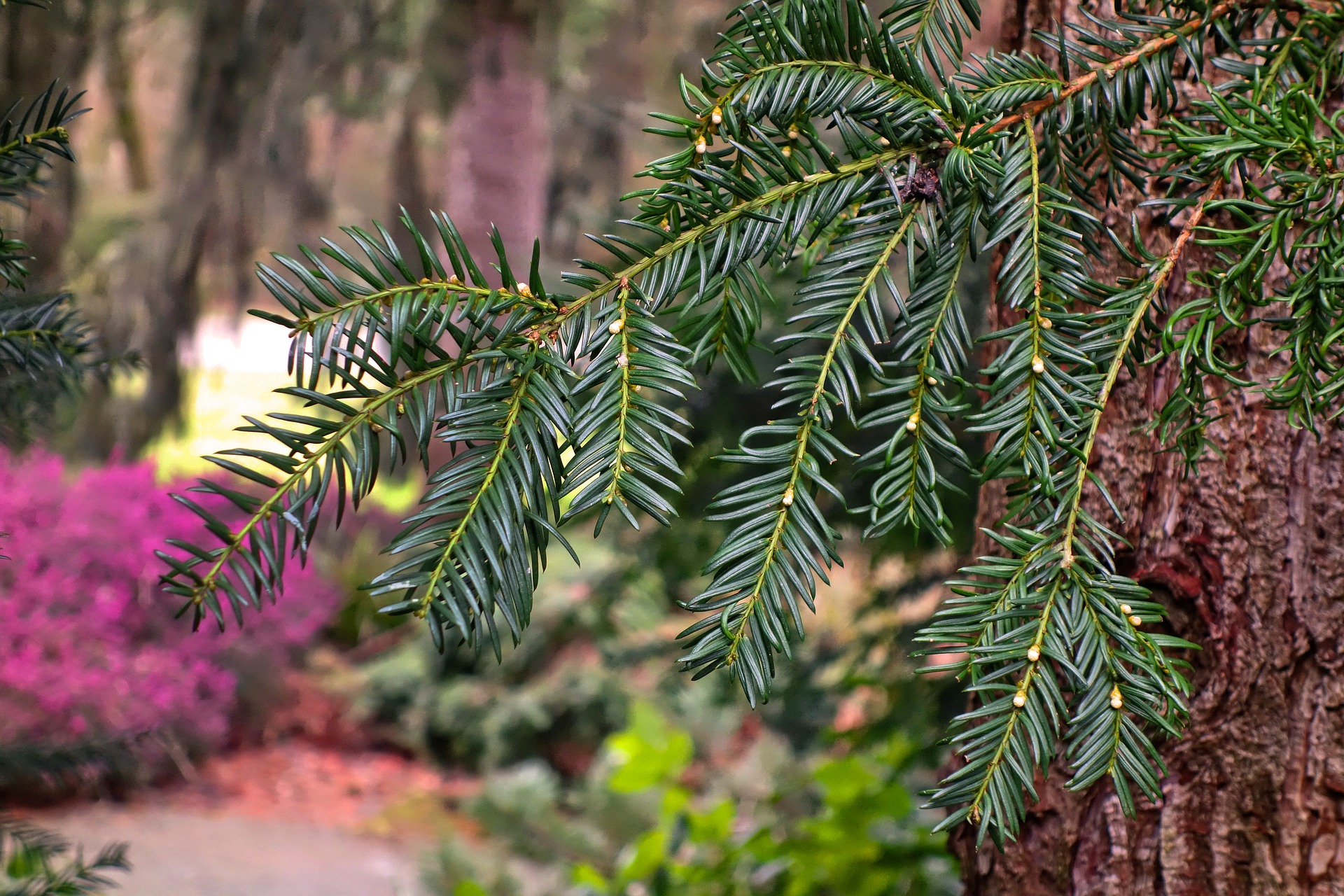 Conifers for the garden: photos, names