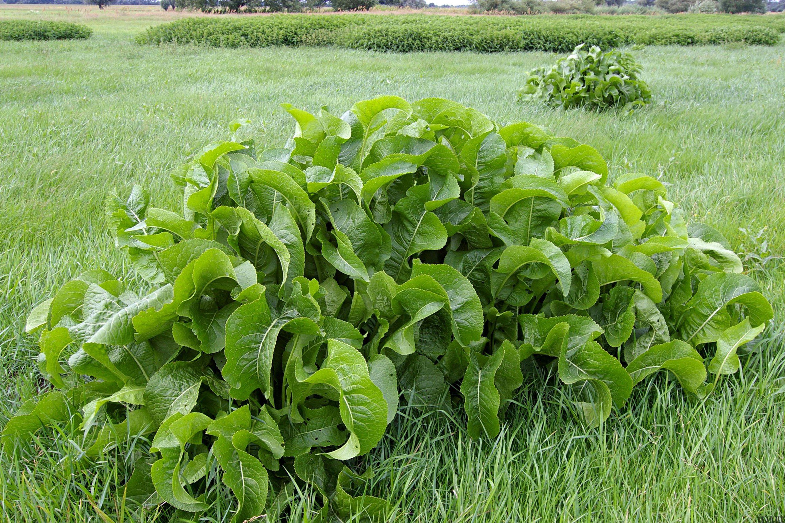 How to plant horseradish in the garden: timing of planting horseradish, how to choose a place and prepare the soil