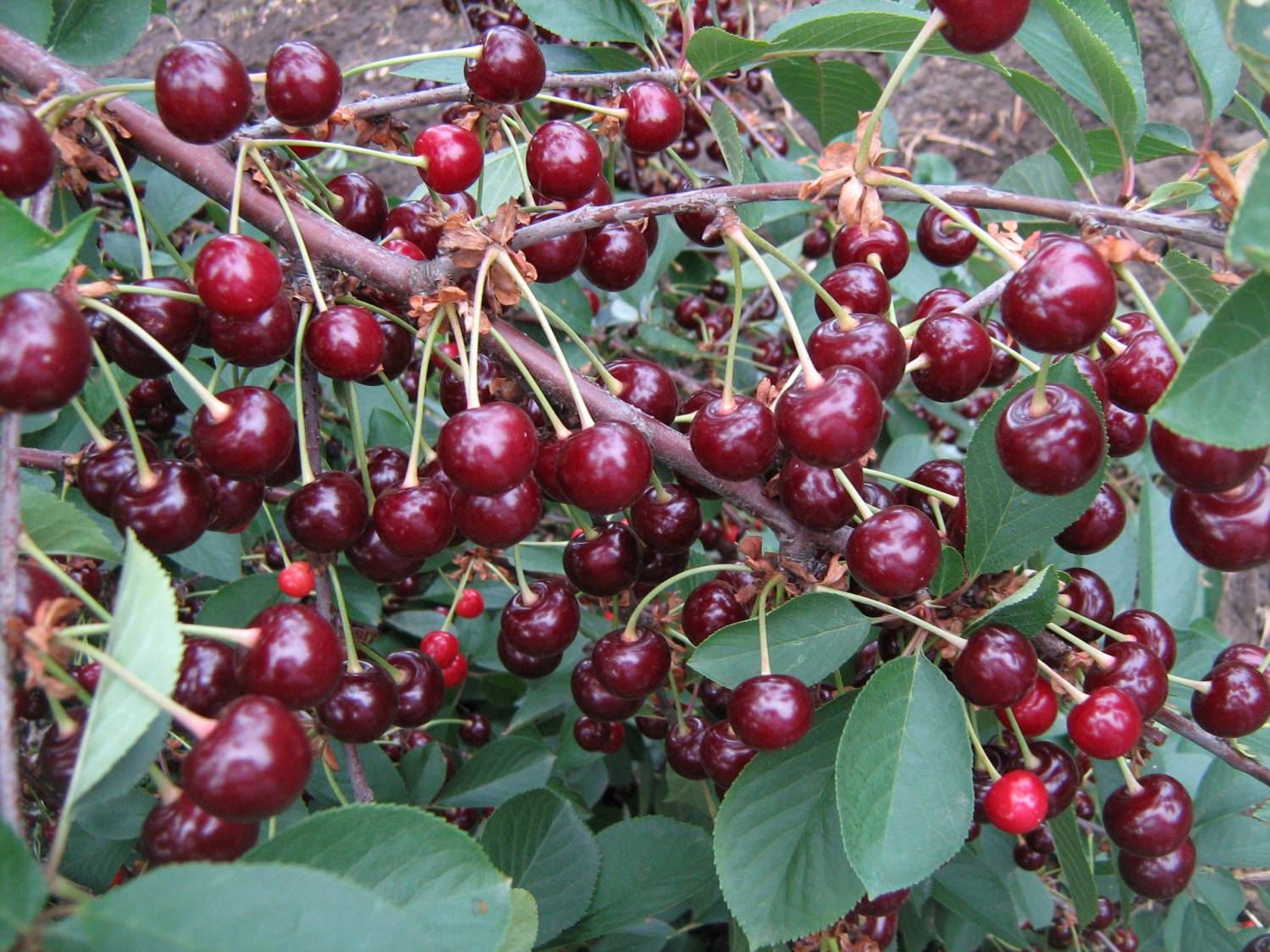 Sweet and productive cherry Podbelskaya: features of growing and crown formation