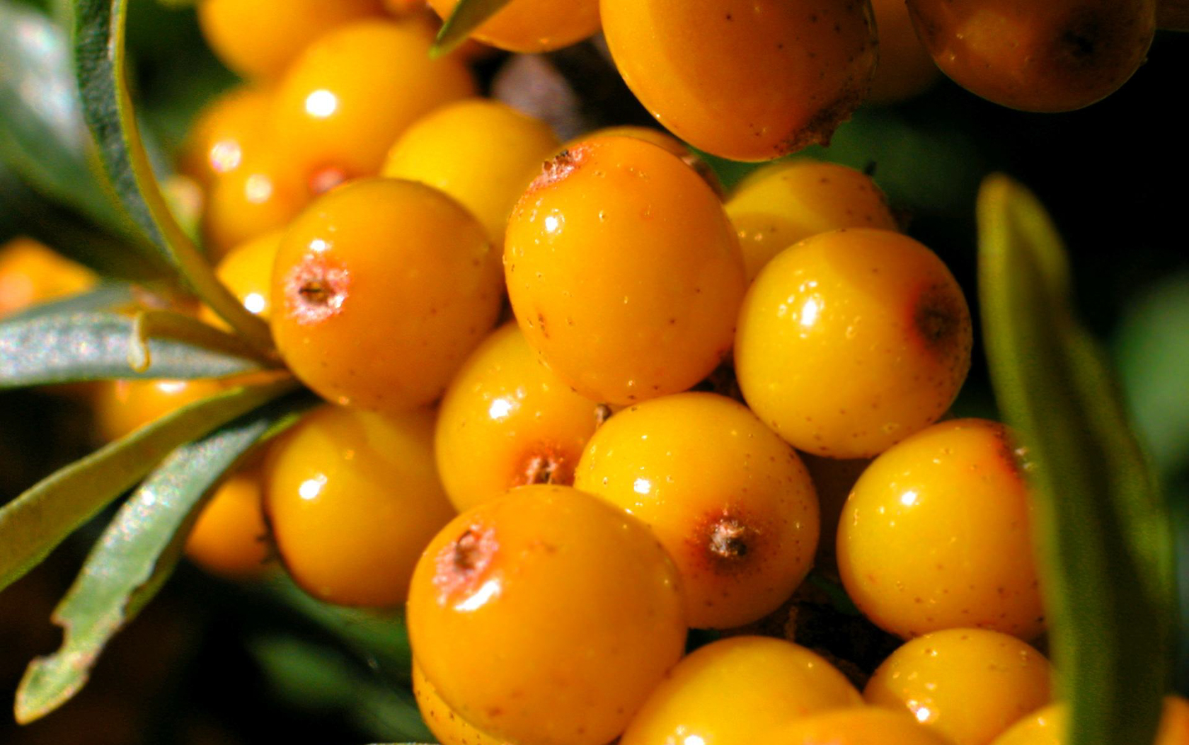 Sea buckthorn: tips for growing, disease and pest control