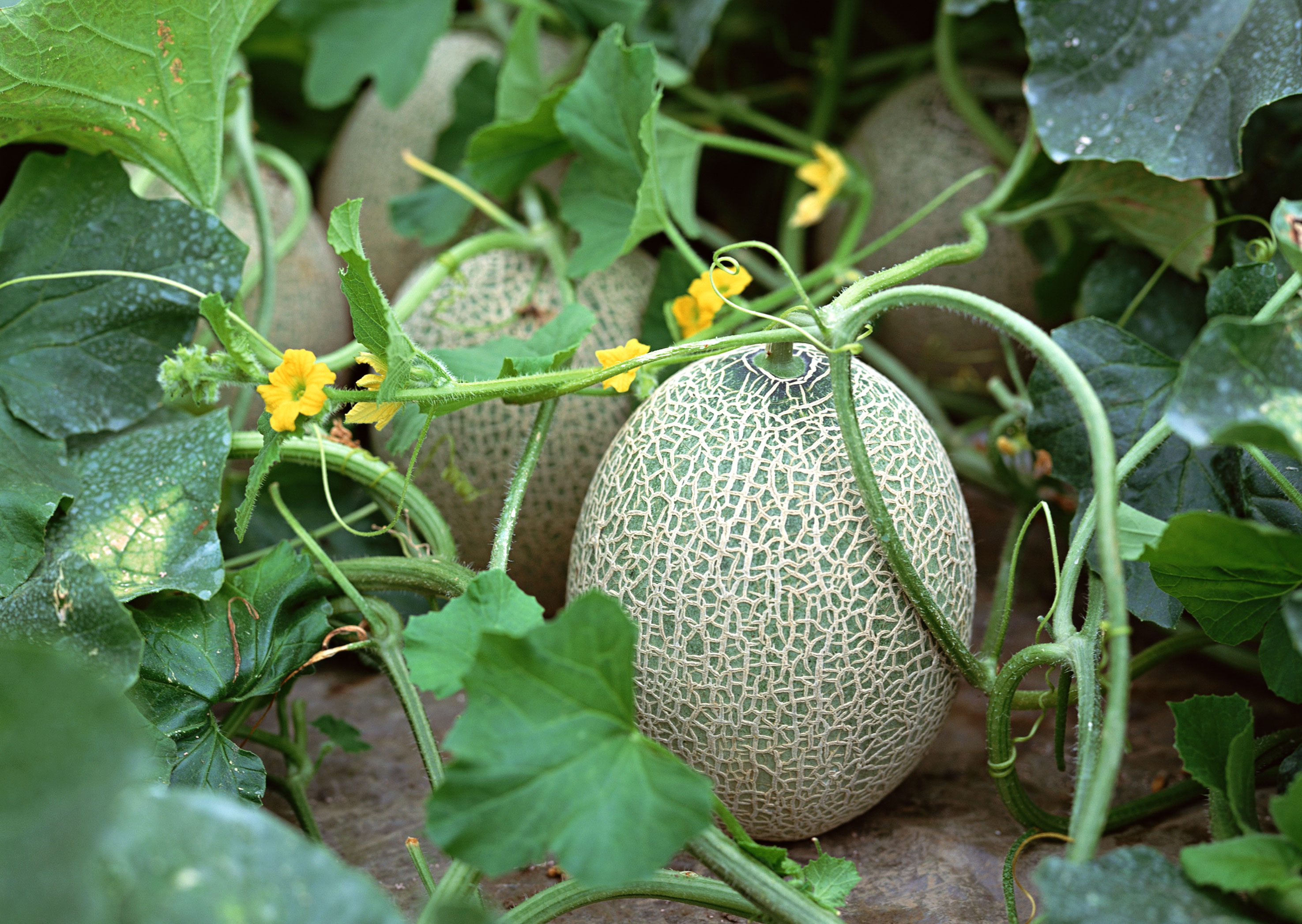 How to plant a melon in open ground: which varieties are suitable, how to prepare seeds and care for seedlings