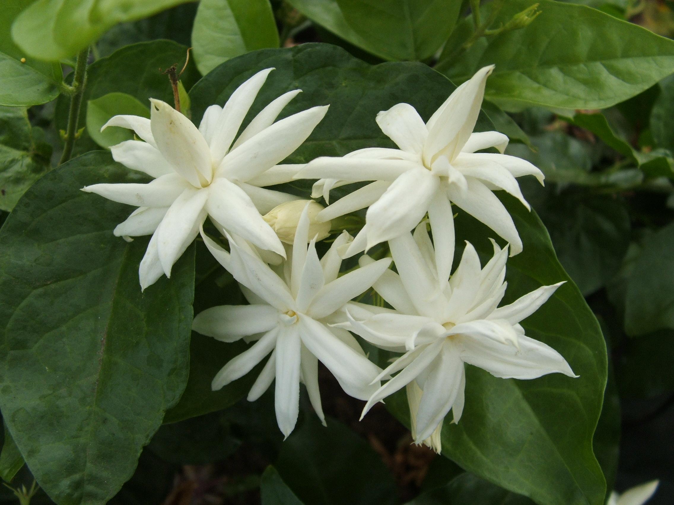 Jasmine flower: photo, varieties, home care