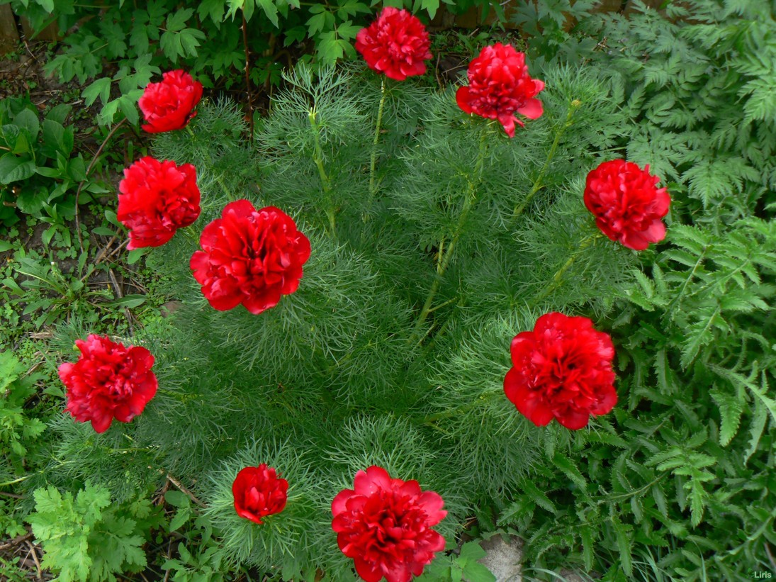 Dodging peony: cultivation and properties of the marian root