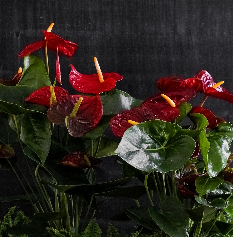 Growing anthurium Andre at home