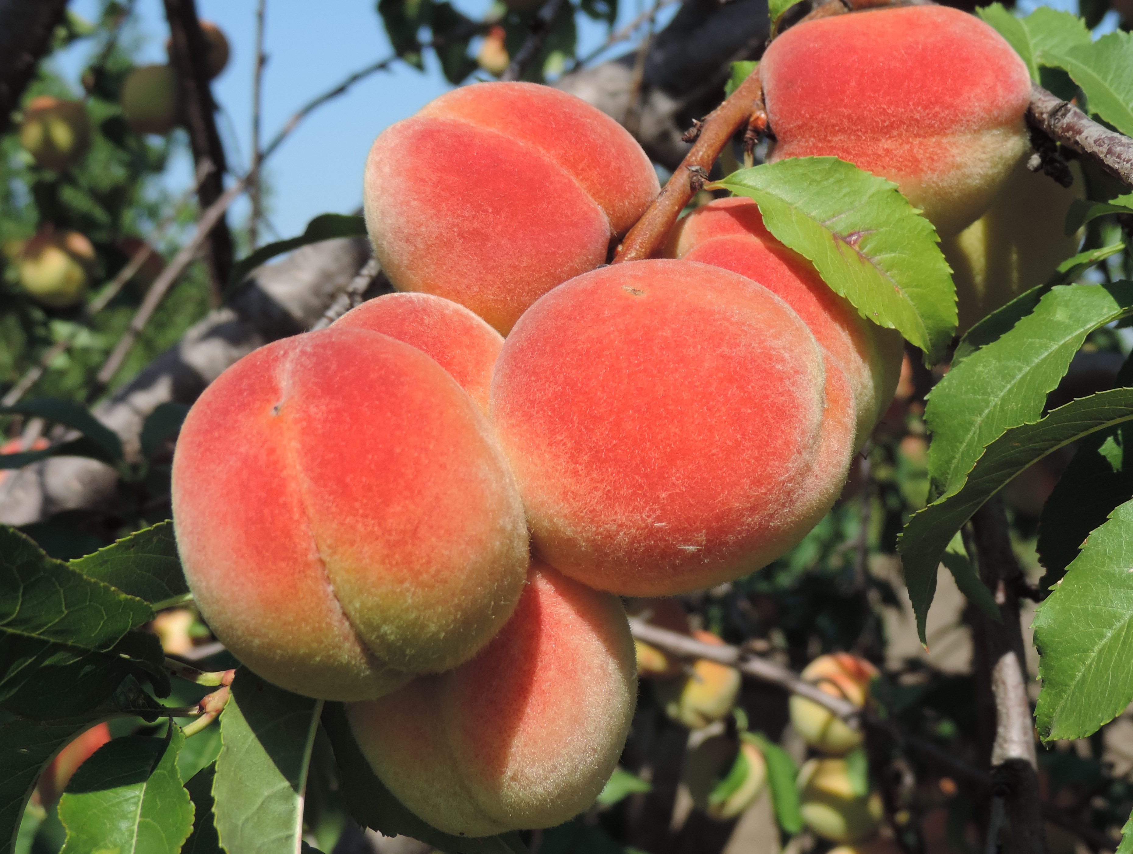 Diseases and pests of peach: we find and eliminate lesions