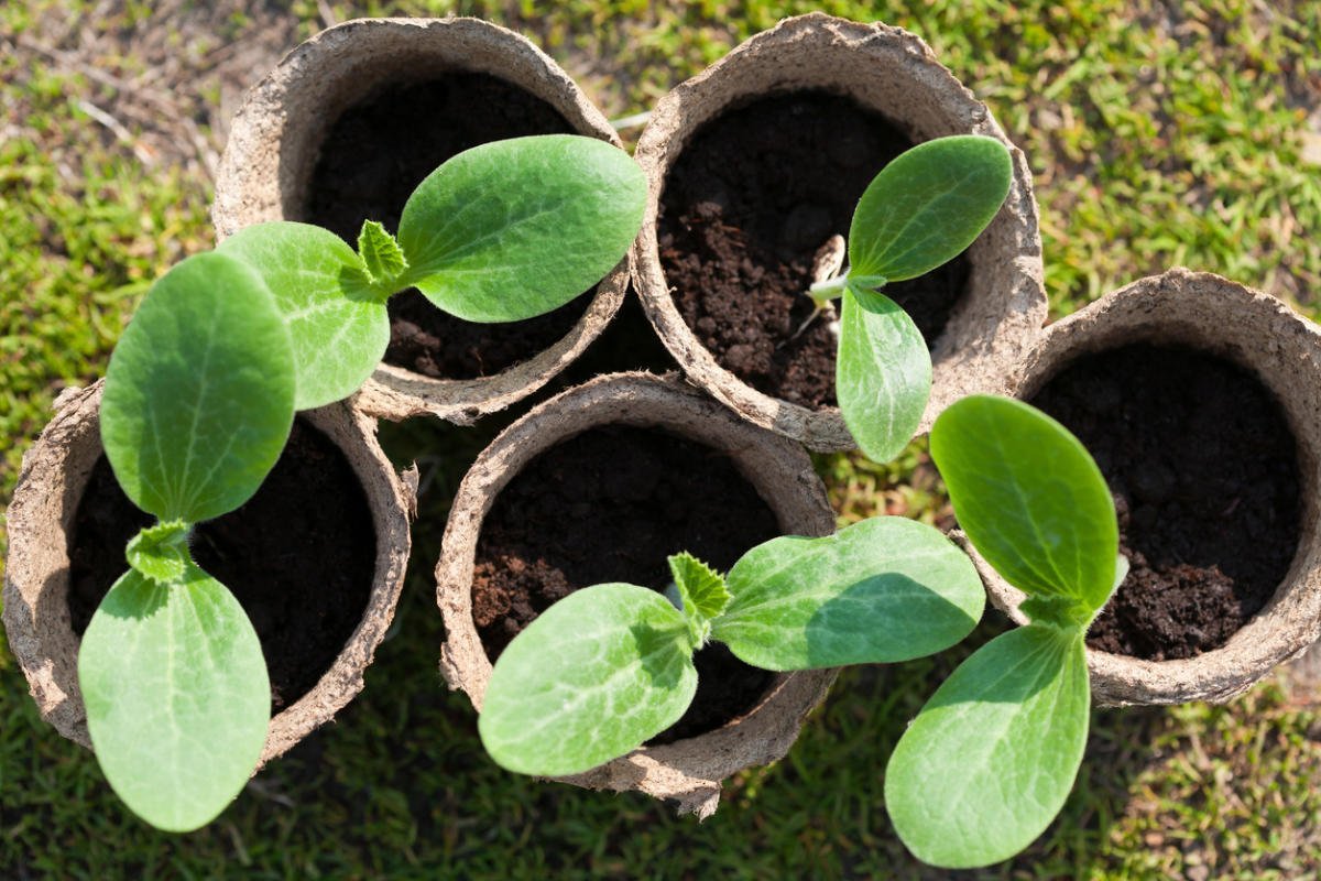 How to grow zucchini seedlings: the right variety and planting dates