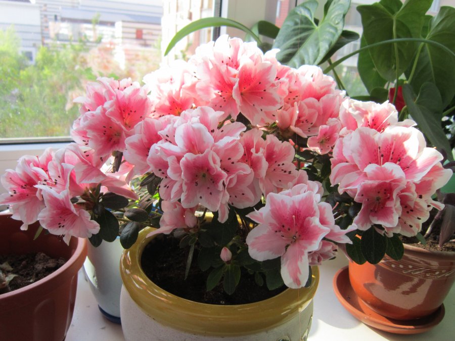 Azalea indoor: home care