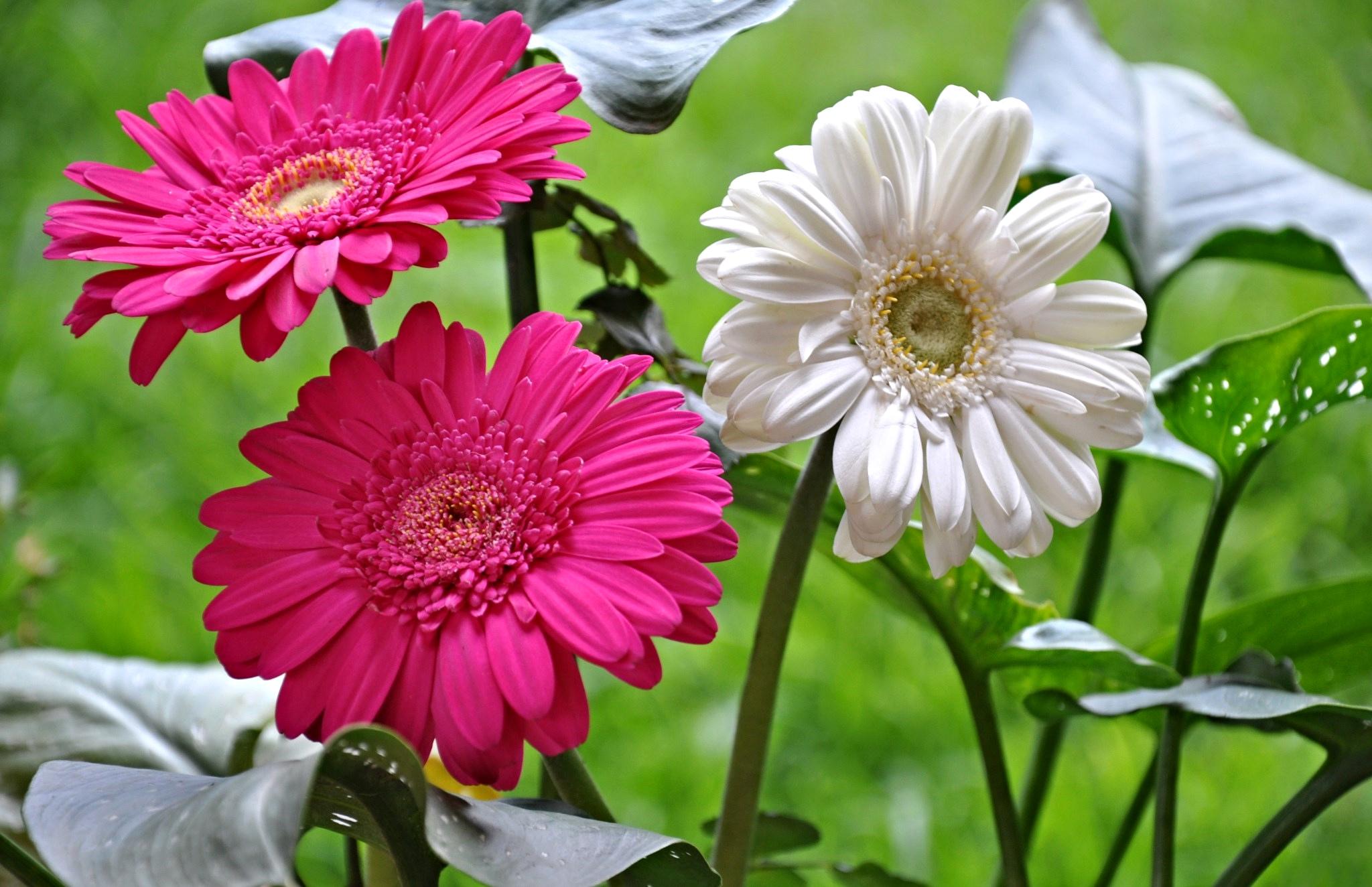 Planting and caring for gerberas in the garden