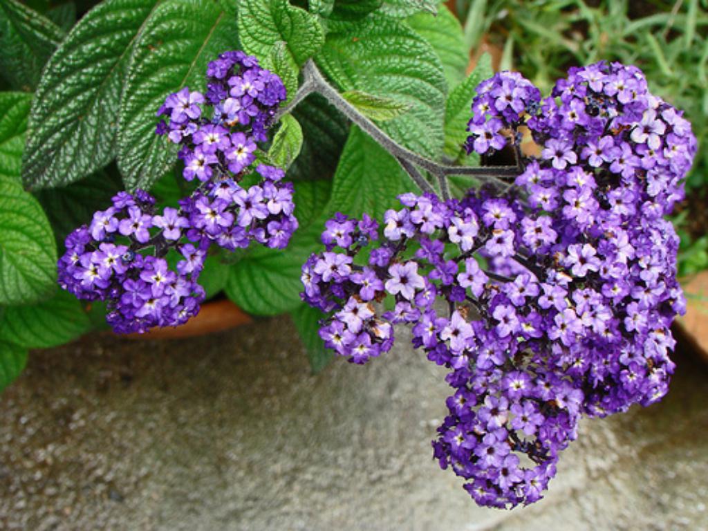 Fragrant flower heliotrope: varieties and varieties with photos