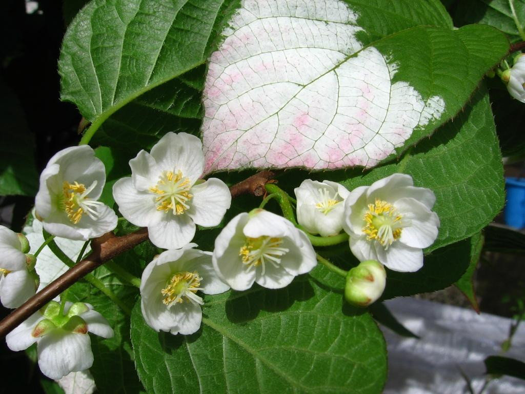 Actinidia kolomikta: the subtleties of growing and the best varieties