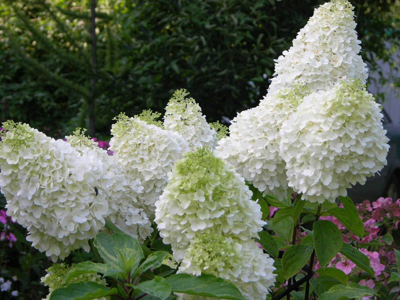 Queen of the garden panicle hydrangea: species, varieties, photos, planting and care