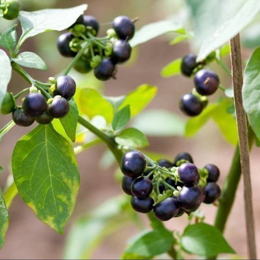 Growing sunberry seeds from seeds and its beneficial properties