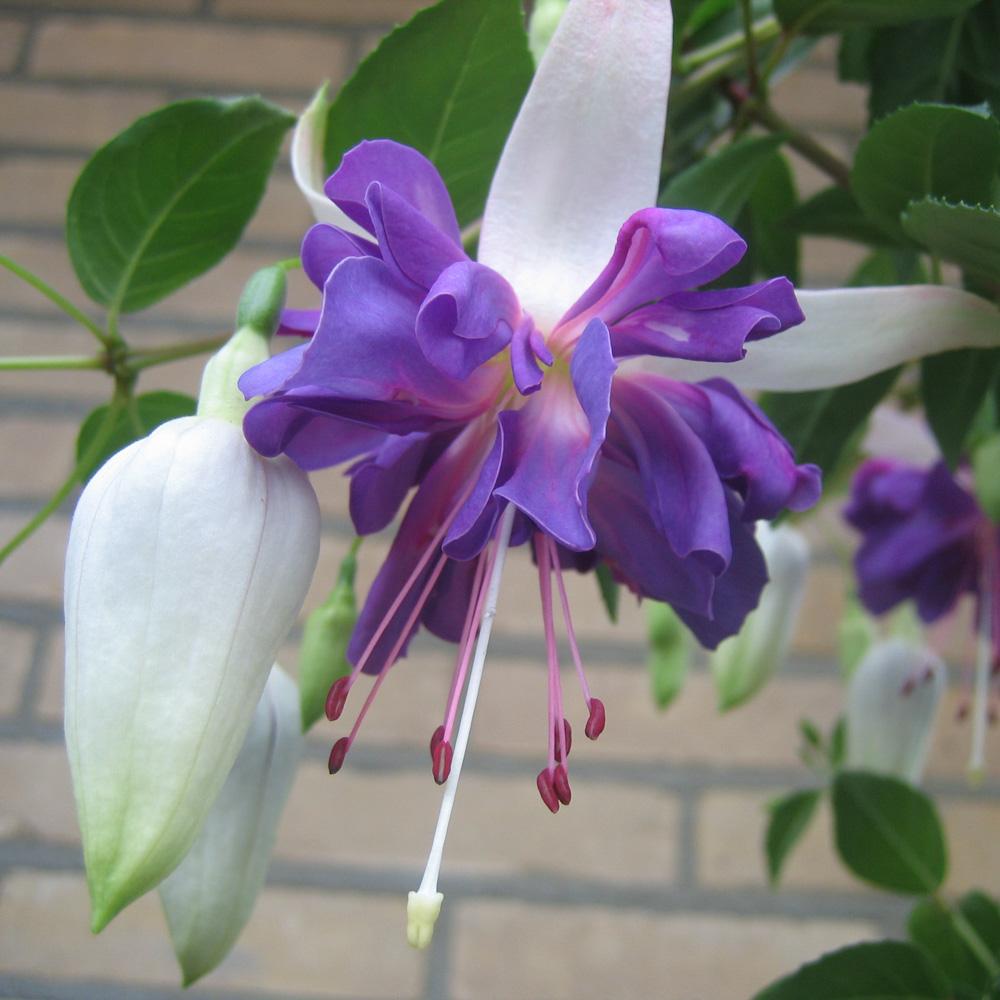 Ampel fuchsia: planting and care, photo of flowers