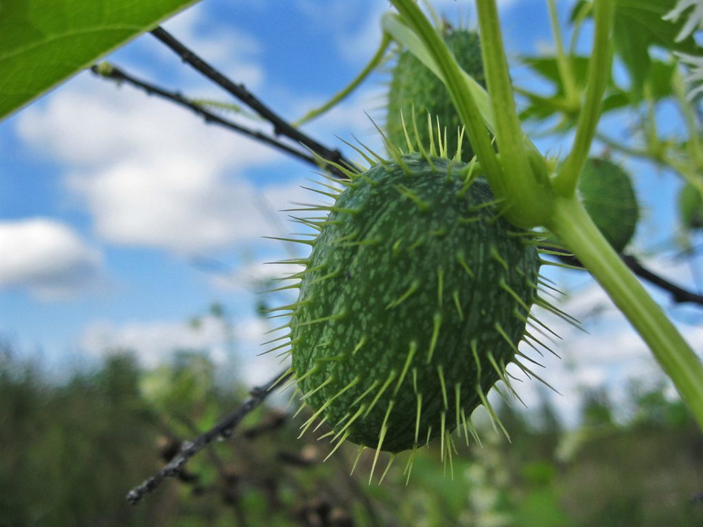 Plant - mad cucumber and its photo