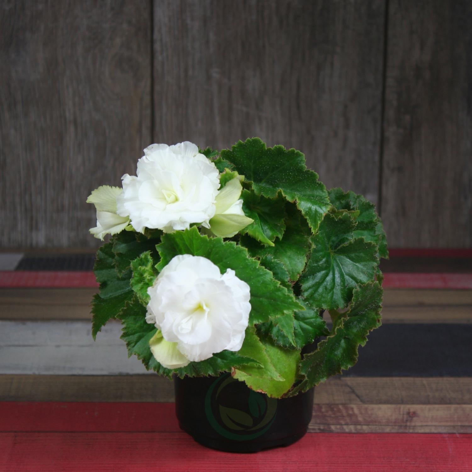 Begonia Elatior: growing and care at home