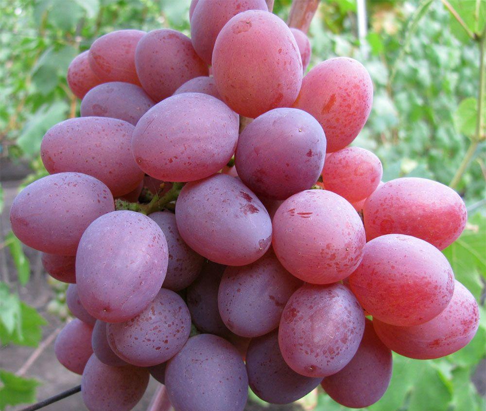 Ruta: one of the new, very early table grapes with a cherry aroma