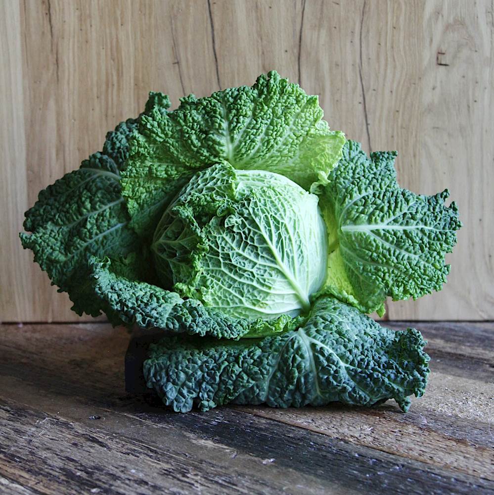 Savoy cabbage: planting, growing, the best varieties