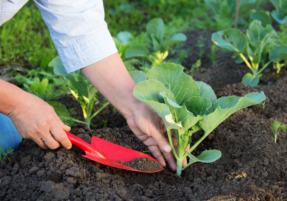 How to plant cabbage for seedlings: sowing seeds and caring for seedlings