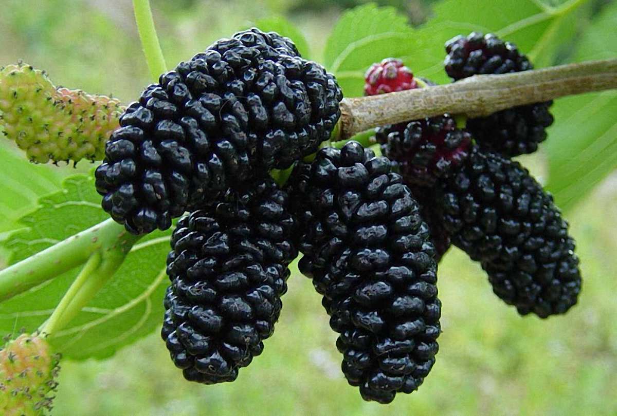 Mulberry varieties and features of their cultivation