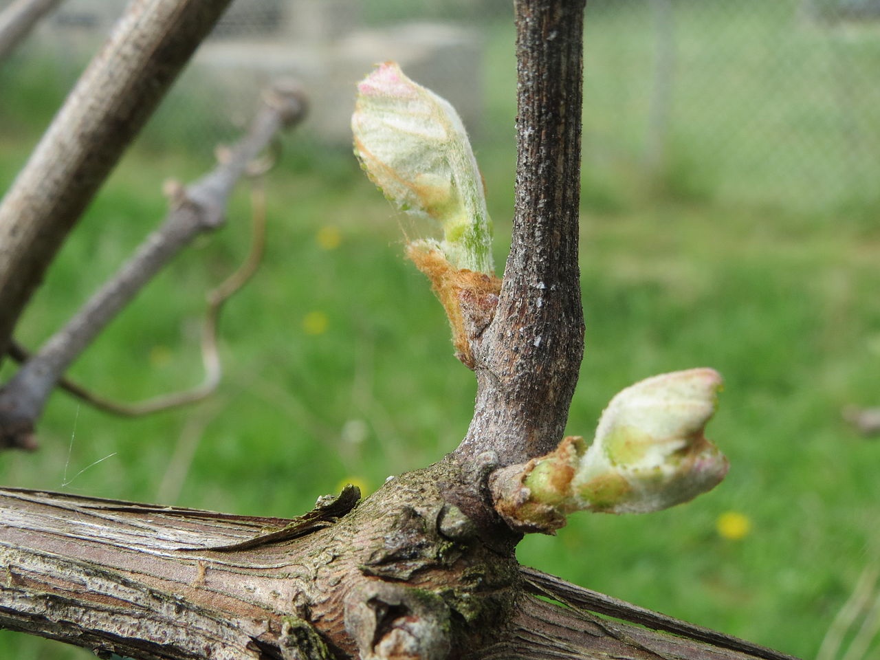 Grafting grapes: when to do it so you don't waste time