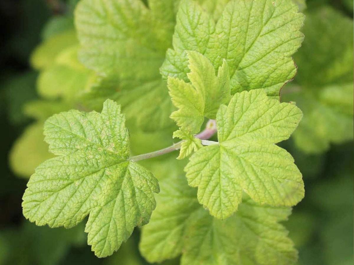 Fertilizing for currants in spring, summer and autumn