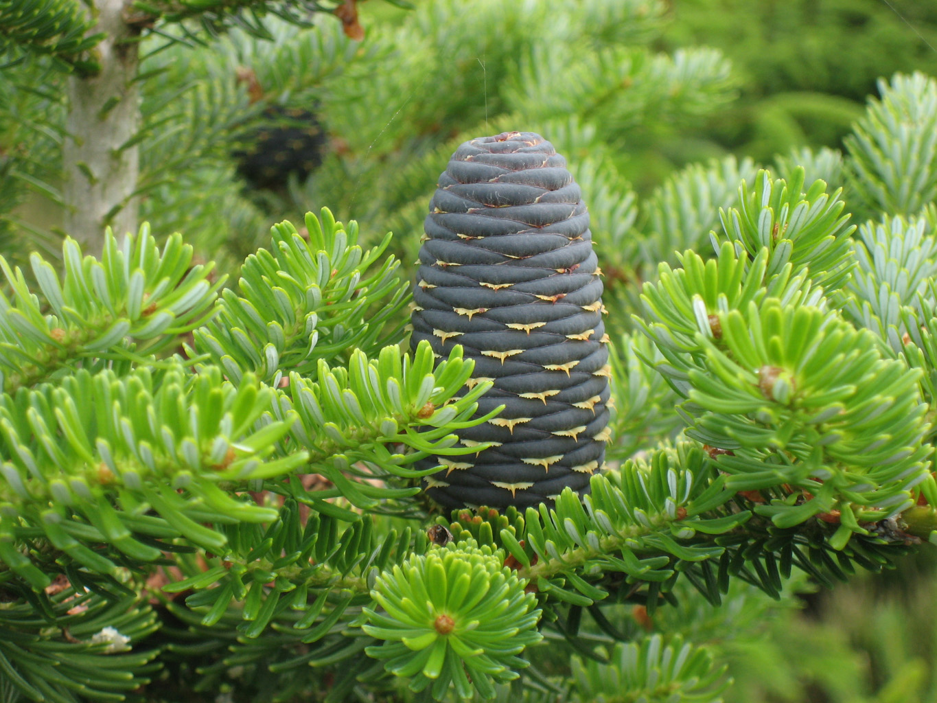 Where does Korean fir grow: tree varieties and photos