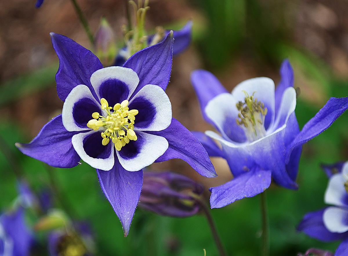 Planting and caring for aquilegia in the open field: varieties, photos