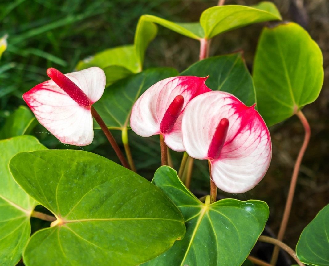 Anthurium flower (male happiness): home care