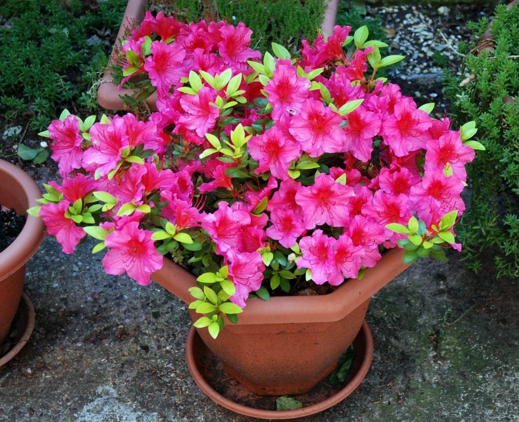 Azalea flower: photo, cultivation and care of plants